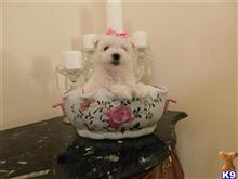maltese puppy posted by Elegant Babies